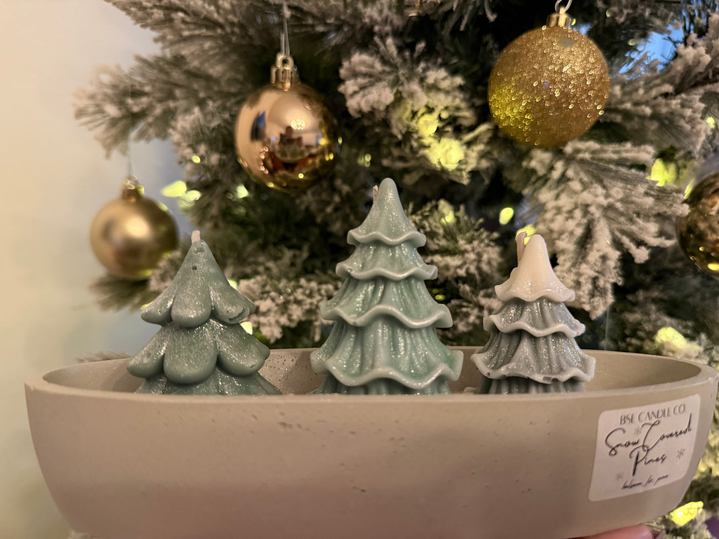 Snow Covered Pine Trees